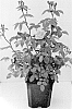 Rosa%20hybrida%20%27NOA39131%27