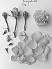 Rosa%20hybrida%20%27Poulpah108%27