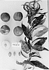 Prunus%20persica%20var.%20nucipersica%20%27Sunect30%27