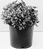 Weigela%20florida%20%27VBL1%27