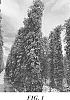 Humulus%20lupulus%20%27HBC%201019%27