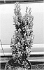 Ilex%20crenata%20%27DRO-IMT%27