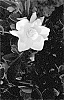 Gardenia%20jasminoides%20%27ST-07-20%27