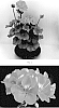 Pelargonium%20%27PEQZ0094%27