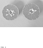 Citrus%20reticulata%20%2712C009%27