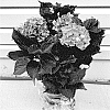 Hydrangea%20macrophylla%20%27Hokopinel%27