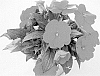 Impatiens%20hawkeri%20%27KLENI21160%27