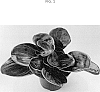 Geogenanthus%20ciliatus%20%27CF-MKR-GR1%27