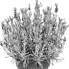Lavandula%20stoechas%20%27Anouk%20Deluxe%2016054%27