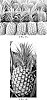 Ananas%20comosus%20%27Dole-34%27