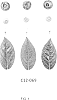 Vaccinium%20corymbosum%20hybrid%20%27C12-069%27