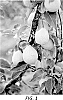 P.%20x%20bretschneideri%20x%20%28%28P.%20x%20bretschneideri%29%20x%20Pyrus%20pyrifolia%29%20%27PremP099%27