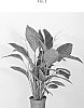 Spathiphyllum%20sp.%20Schott%20%27Sweet%20Catalina%27