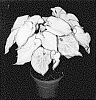 Caladium%20X%20hortulanum%20%27WON%20OF14-1246%27