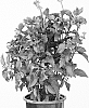 Heliopsis%20helianthoides%20var.%20scabra%20%27Luna%20Roja%27