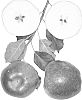 Malus%20domestica%20%27Zeeapple-1%27
