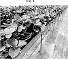 Fragaria%20x%20ananassa%20%27FPS-14_540-041%27