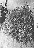 Distylium%20sp.%20hybrid%20%27DISmd-26-18%27
