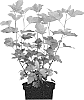 Physocarpus%20opulifolius%20%27LP1%27