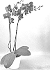 Phalaenopsis%20hybrid%20%27PHA202502%27