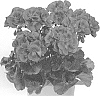 Pelargonium%20x%20hortorum%20%27Swevioimp%27