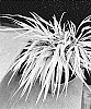 Hakonechloa%20macra%20%27Hakbri1%27