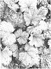 Heuchera%20hybrid%20%27Pinky%20Panky%27