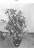 Anisodontea%20capensis%20%27IB710-1%27