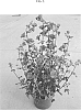 Anisodontea%20capensis%20%27IB609-5%27