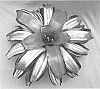 Neoregelia%20carolinae%20X%20%28Neoregelia%20hybrida%20%27Luxurians%27%20X%20Neoregelia%20hybrida%20%27Passion%27%29%20%27Freya%27