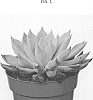 Echeveria%20hybrid%20%27AMIECH2005%27