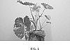 Alocasia%20macrorrhiza%20varigata%20%27Dawn%27