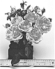 Rosa%20hybrida%20%27WEKgoagroro%27