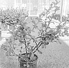 Chaenomeles%20speciosa%20%27SMNCSDW%27