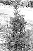 Ilex%20glabra%20%27SMNIGLA%27