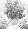 Geranium%20pratense%20%27TUITSKI%27