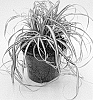 %28Carex%20morrowii%20X%20Carex%20oshimensis%29%20X%20Carex%20trifida%20%27ET%20CRX%20904%27
