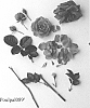 Rosa%20hybrida%20%27Poulpal089%27
