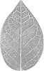 Vaccinium%20corymbosum%20%27BB14-232PT-2%27