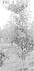 Malus%20domestica%20Borkh.%20%27SPINK754%27