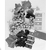Vitis%20vinifera%20%27IFG%20Rais-one%27