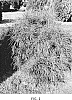 Thuja%20species%20%27RutThu2%27