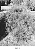 Thuja%20species%20%27RutThu2%27