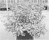 Spiraea%20japonica%20%27SMNSJSA%27