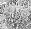 Veronica%20spicata%20%27Ever%20After%27