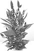 Celosia%20argentea%20%27Zancesha%27