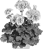 Pelargonium%20x%20hortorum%20%27Pacbellinda%27