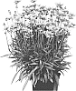 Coreopsis%20grandiflora%20%27MVNC1902%27