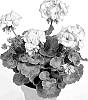 PELARGONIUM%20PLANT%20NAMED%20%27PACPILACE%27