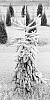 Picea%20abies%20%27Andy%20Spinks%27